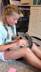 Kiddo Gets Kisses From Cuddly Raccoon