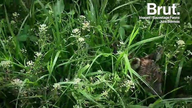 5 bonnes nouvelles pour la planète