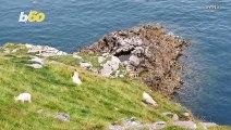 Goat Outta Here! Rescue Mission Underway for Goats Who Are Stranded on Sea Rocks in the UK!