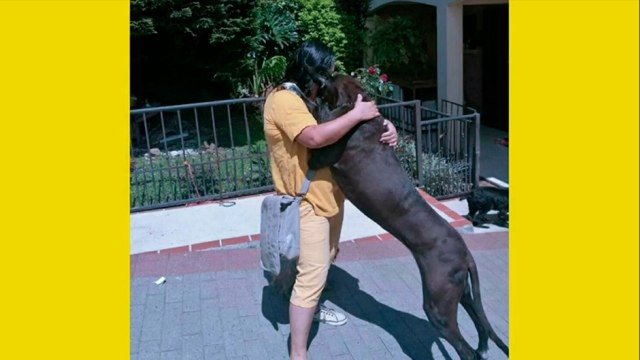 bd-perros-de-soporte-emocional-160921