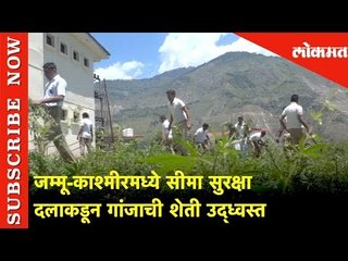 जम्मू-काश्मीरमध्ये सीमा सुरक्षा दलाकडून गांजाची शेती उद्ध्वस्त | Lokmat News