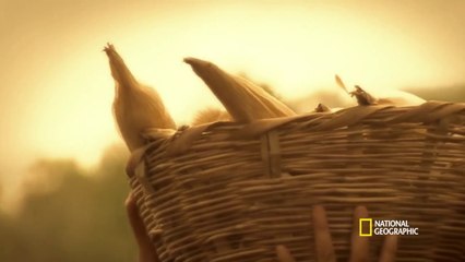 Lost World of the Maya (Full Episode) - Mayalar'ın Kayıp Dünyası Belgeseli