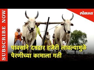 पावसाने दमदार हजेरी लावल्यामुळे पेरणीच्या कामाला गती | Lokmat News