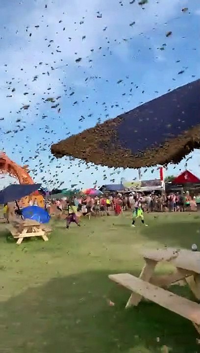 Des abeilles envahissent un festival et sèment la panique