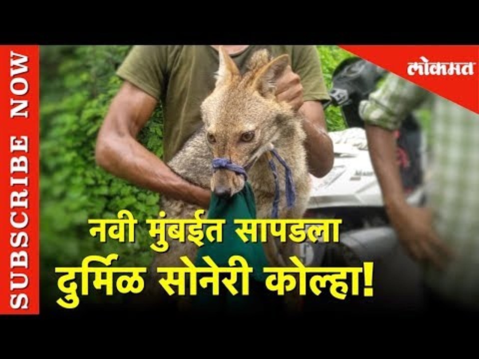 Fox in Navi Mumbai | नवी मुंबईत सापडला दुर्मिळ सोनेरी कोल्हा! | Lokmat News