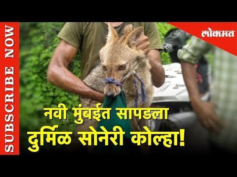 Fox in Navi Mumbai | नवी मुंबईत सापडला दुर्मिळ सोनेरी कोल्हा! | Lokmat News