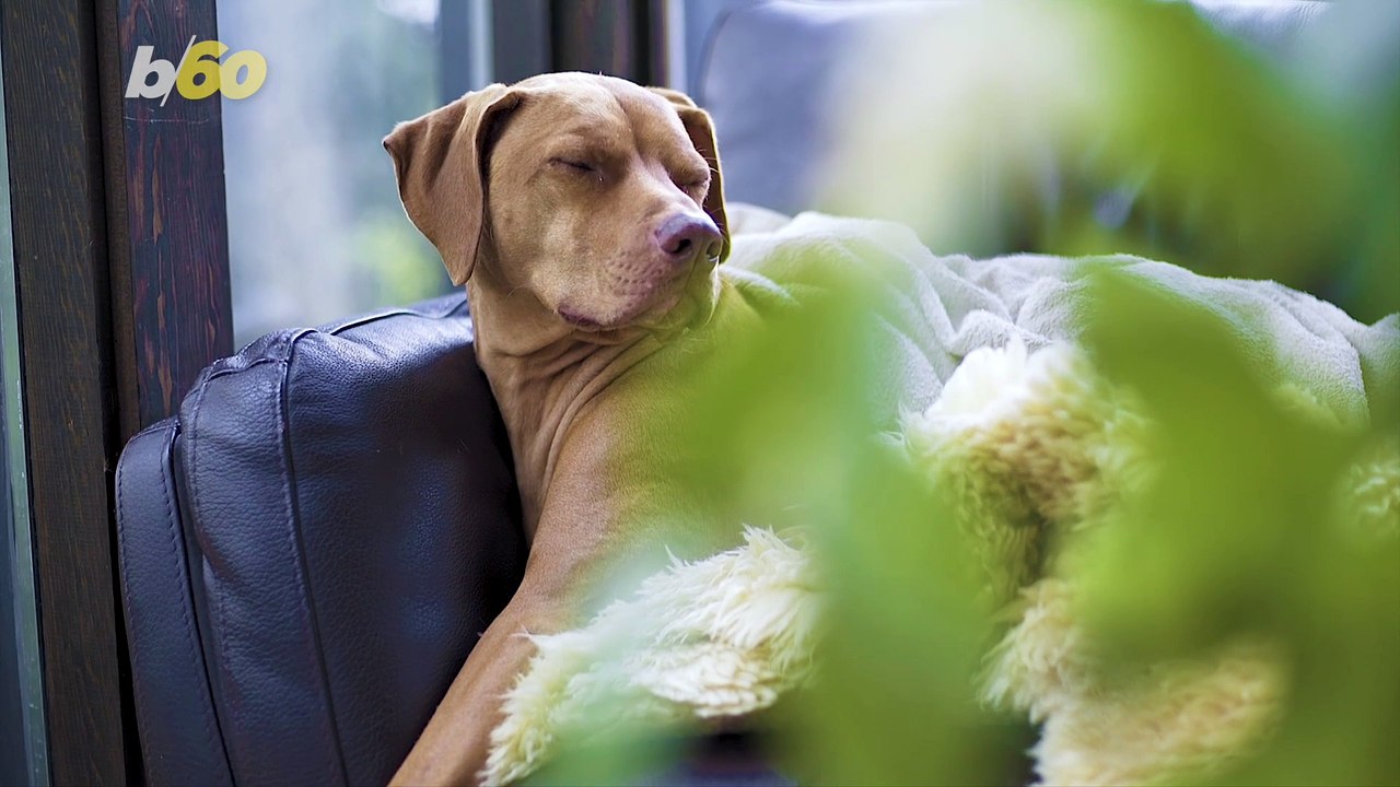 The Amount of Time Pet Owners Spend Cleaning Their Homes and Pets Is Astonishing