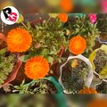 How to grow calendula flower plant by seeds