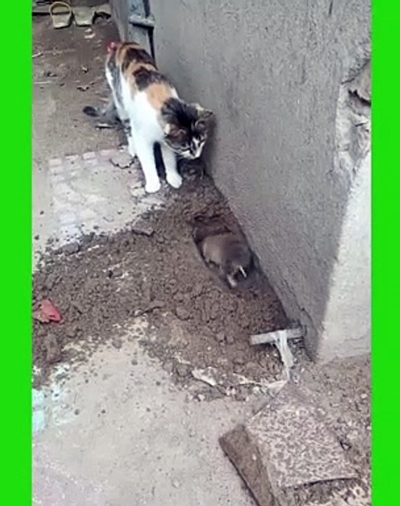 10_ Cute and Funny Cat Videos Compilation _- short ( 1350 X 1080 )