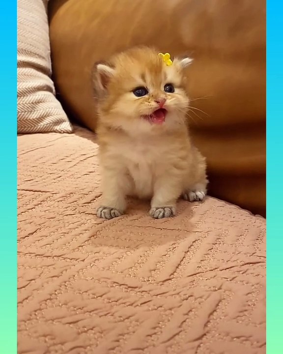 09_ Cute and Funny Cat Videos Compilation _- short ( 1360 X 1088 )
