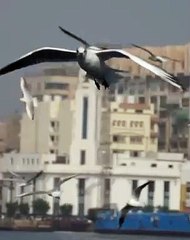 السياحة تعد فيديو للترويج للسياحة فى محافظة السويس