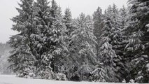 Sound of Snow and Wind Breeze _ Falling Snow in Forest _ Snow howling sounds in forest