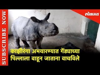 काझीरंगा अभयारण्यात गेंड्याच्या पिल्लाला वाहून जाताना वाचविले Rescue team | Assam Flood | Lokmat