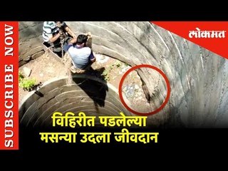 विहिरीत पडलेल्या मसन्या उदला जीवदान | Akola | Lokmat News