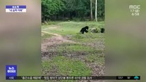 [이슈톡] 축구공 다루는 인도 야생 곰