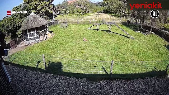 Keçi ve horoz birleşip tavuğu yırtıcı kuştan kurtardı