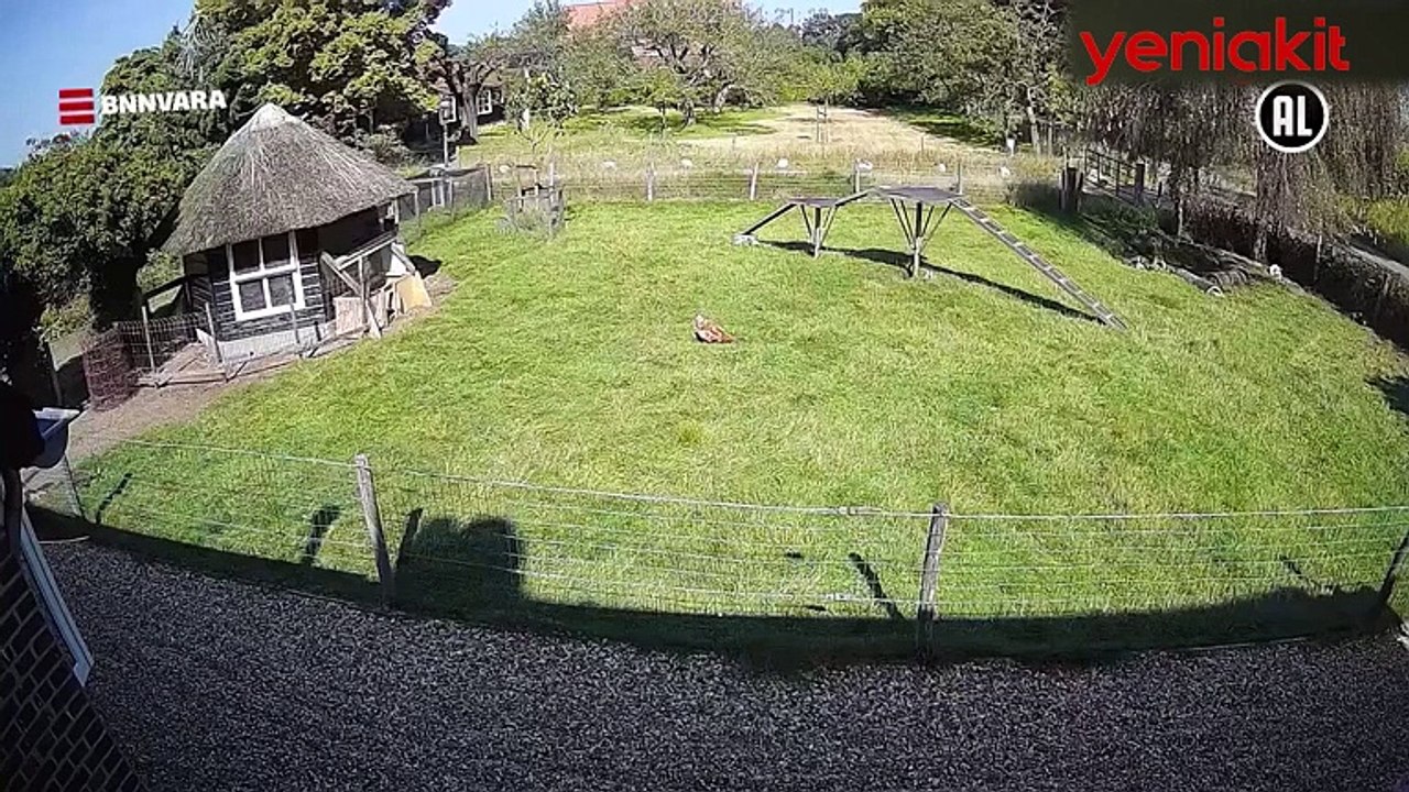 Keçi ve horoz birleşip tavuğu yırtıcı kuştan kurtardı