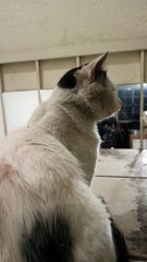 el gato pernanca acostado en las escaleras de la casa descansando un rato