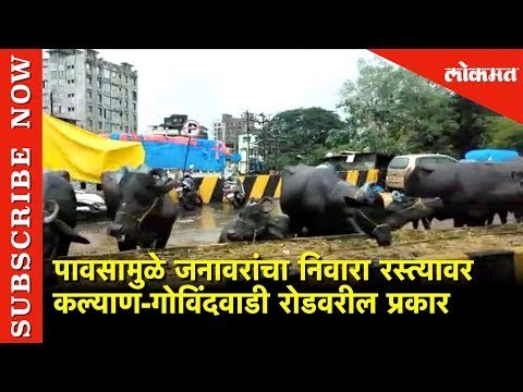पावसामुळे जनावरांचा निवारा रस्त्यावर | Buffaloes on Kalyan Road | Maharashtra