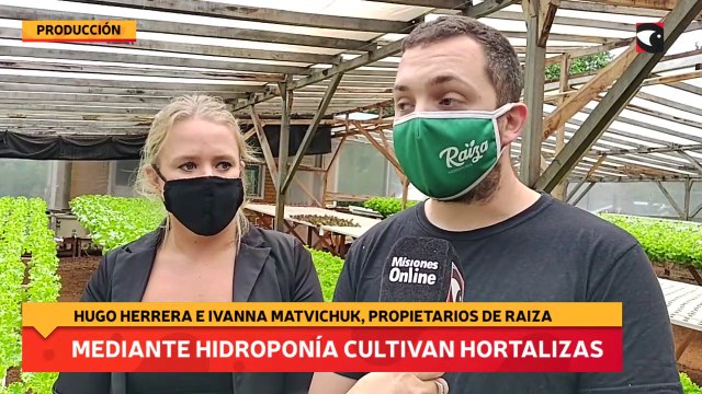 Mediante hidroponía cultivan hortalizas