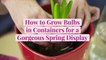 How to Grow Bulbs in Containers for a Gorgeous Spring Display