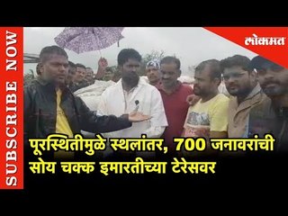 पूरस्थितीमुळे 700 जनावरांची सोय चक्क इमारतीच्या टेरेसवर | Heavy Rain