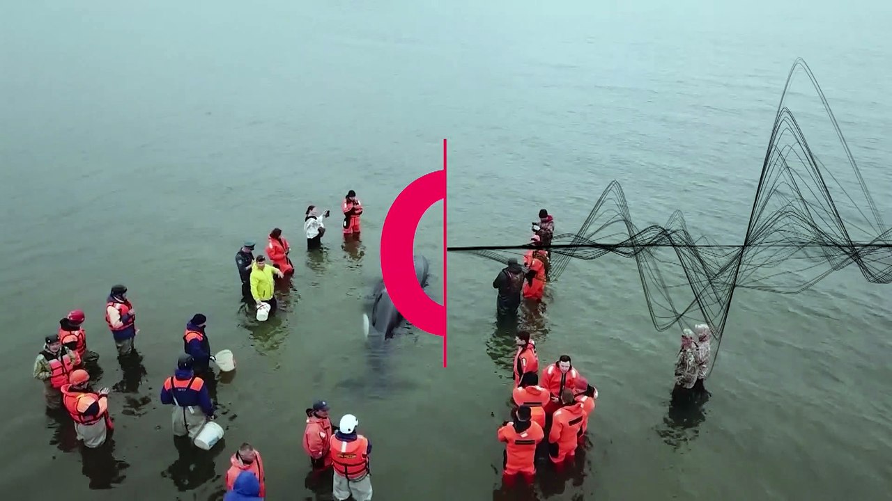 Walbaby in Russland gerettet