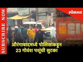 औरंगाबादमध्ये पोलिसांकडून 23 गोवंश पशूंची सुटका | Police rescued 23 cattle in a raid in  Aurangabad