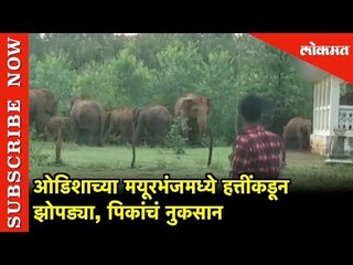 मयूरभंजमध्ये हत्तींकडून' झोपड्या, पिकांचं नुकसान | Elephant Destroys Huts and Crops in Odisha