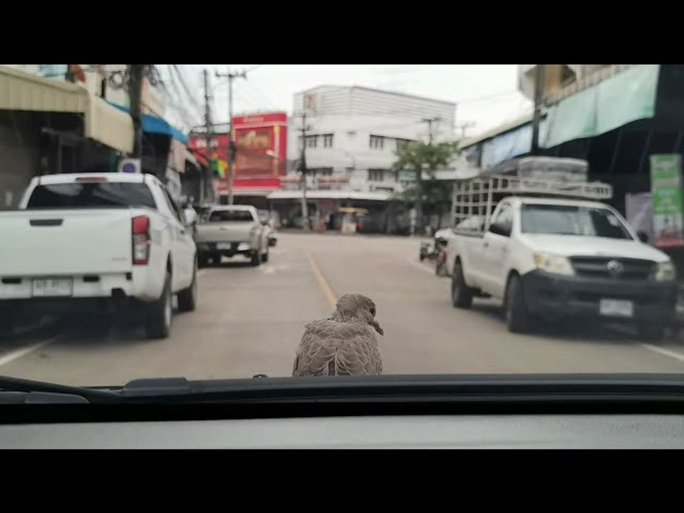Cute Bird Hangs Out on Hood