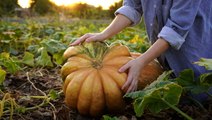 How will the weather affect this year's pumpkin harvest?