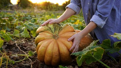 How will the weather affect this year's pumpkin harvest?