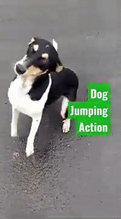#shorts_||_super_action_Dog_jumping_high..._(360p)