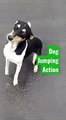 #shorts_||_super_action_Dog_jumping_high..._(360p)