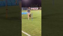 Royal the Doggo Without Training Competes in Doggy Olympics