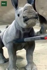 Animais - Mundo animal