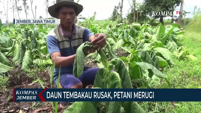 Kemarau Basah Berkepanjangan, Petani Tembakau Kasturi Gagal Panen