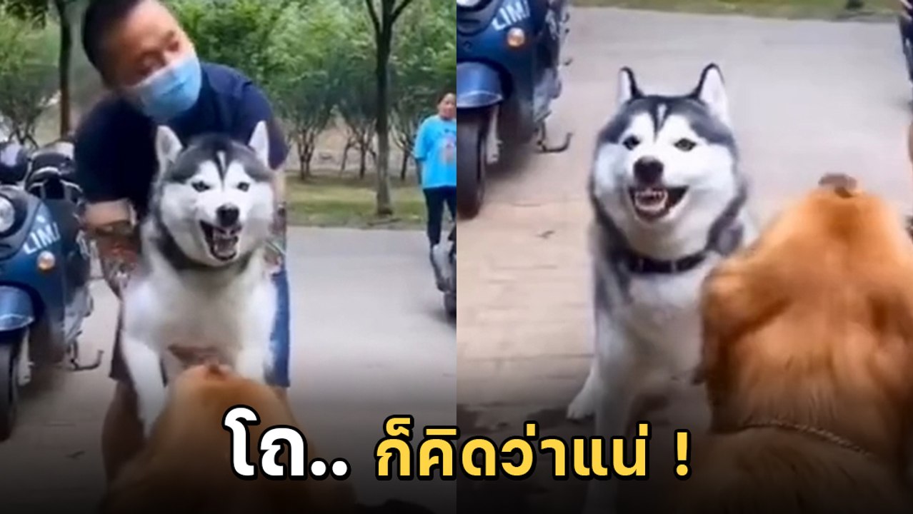 ไหงเป็นงั้น ! ศึกศักดิ์ศรีของ 2 หมา มีคนห้ามทำอ...