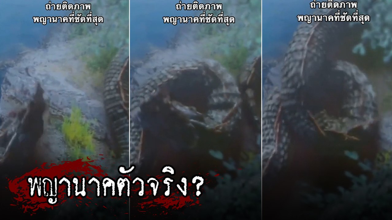 อึ้ง ! เจอตัวประหลาด คล้ายพญานาคในวรรณคดี เกือบเชื่ออยู่แล้ว แต่ดูคอมเมนต์ มีเงิบ