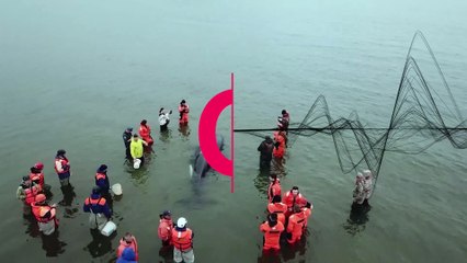 شاهد: إنقاذ رضيع حوت "الأوركا" القاتل من "الغرق في الرمال" شرق روسيا