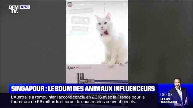 À Singapour, le boom des chats et chiens influenceurs