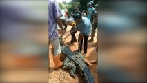 Warga Muaro Jambi Tangkap Buaya Sepanjang 5 Meter