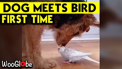 'Adorable Dog & Budgie Raising the Bar for Friendship Goals *Heartwarming* '