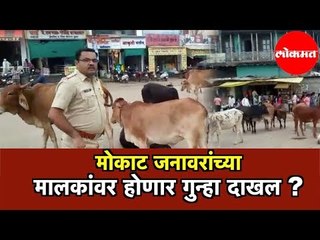मोकाट जनावरांच्या मालकांवर होणार गुन्हा दाखल ? | Hingoli