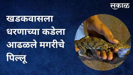 Khadakwasla: खडकवासला धरणाच्या कडेला खानापूर येथे आढळले मगरीचे पिल्लू