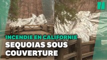 En Californie, les sequoias géants recouverts d'aluminium pour les protéger des incendies