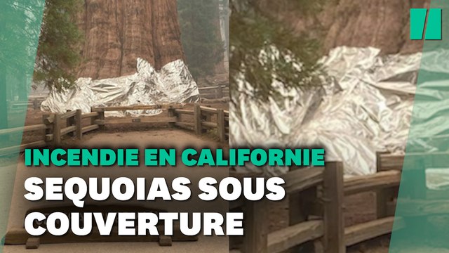 En Californie, les sequoias géants recouverts d'aluminium pour les protéger des incendies