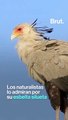 El pájaro secretario: un ave rapaz elegante pero mortal