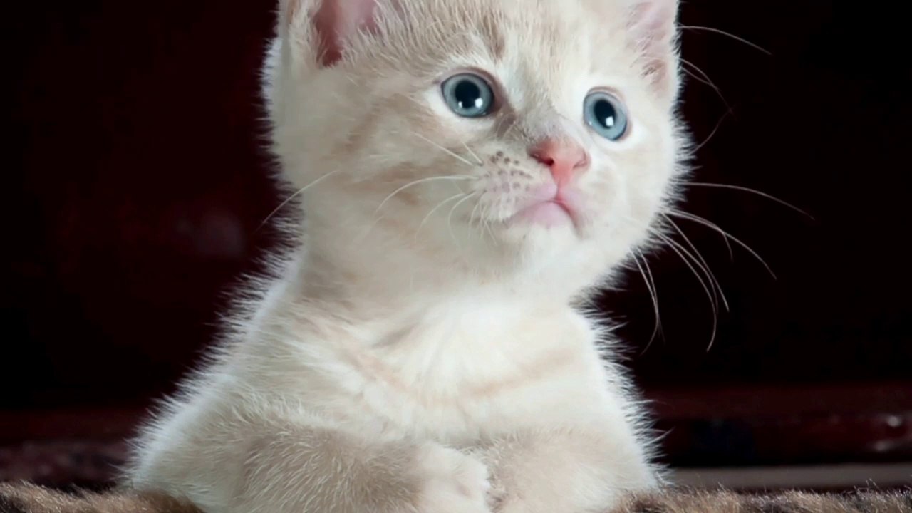The most beautiful cats in the world, for lovers of beautiful cats