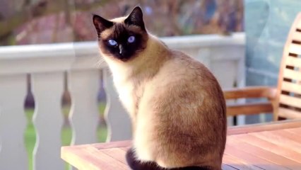 Top 10 Most Beautiful Cat Breeds